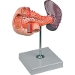 MODELLO ANATOMICO PANCREAS, DUODENO E MILZA - ingrandimento 1X - colorato